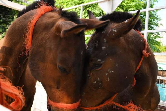 68 caballos rescatados