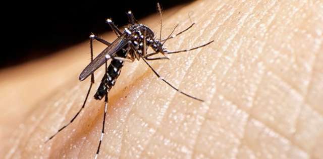 Se lanzó un programa de asesoría y charlas informativas para prevenir el dengue