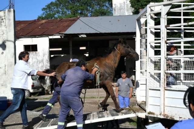Un centenar de caballos que fueron rescatados de situaciones de maltrato en Ctes han sido liberados