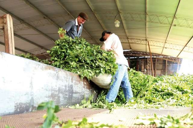 El gobierno de Misiones está implementando un sistema de trazabilidad tecnológico en la yerba mate