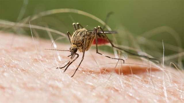 Liquido casero que actúa como un excelente repelente para mosquitos y hormigas