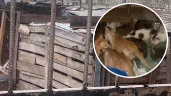 Una organización animalista rescató a 20 gatos que vivían hacinados en una pequeña casilla de madera