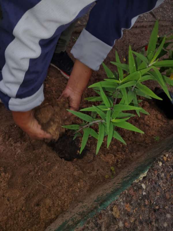 La Dirección de Vivero, liderada por Cecilia Mustafa, realizó trabajos de arreglo y colocación de plantas