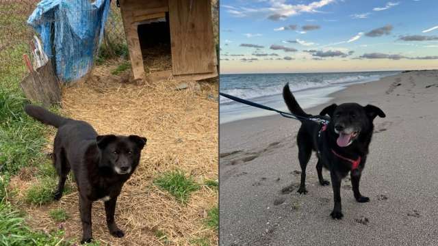 Rusty, un perro mestizo de Labrador y Chow Chow de entre 10 y 12 años, pasó casi diez años encadenado
