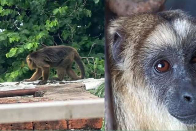 Se lanzó una campaña para proteger a Aldo, un carayá que recorre Corrientes