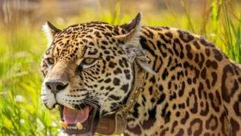 La yaguareté Tania y su cría fueron trasladados al Parque Nacional Iberá