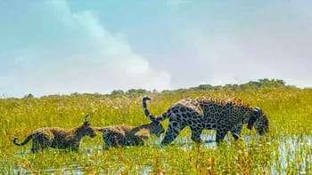 Corrientes celebra 4 años desde la reintroducción del yaguareté en la provincia,