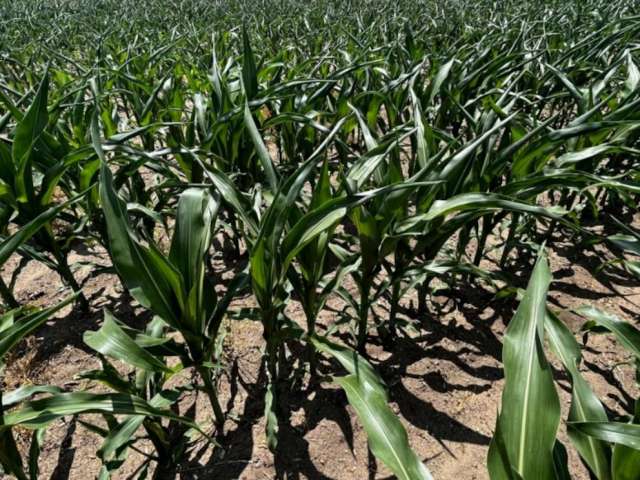 La Niña ha llegado finalmente a la Argentina,