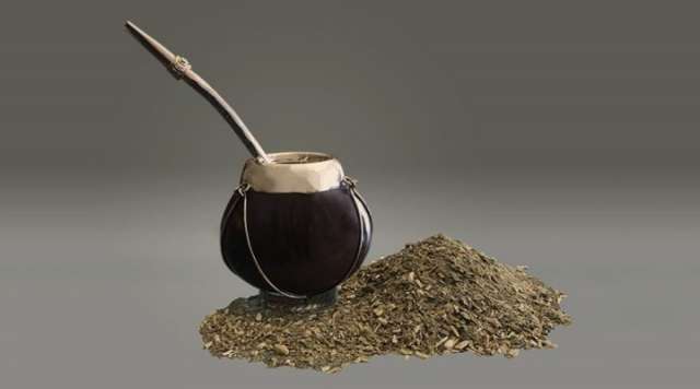 El CONICET lideró un proyecto internacional que logró descifrar el genoma de la yerba mate