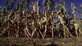 La sequía está causando estragos en la producción agrícola,