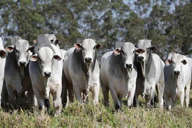 Brasil implementará un sistema de trazabilidad bovina obligatorio