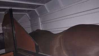La Policía de Corrientes secuestró un caballo que era trasladado en un tráiler