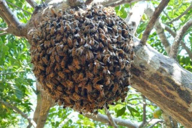 Un niño de 12 años sufrió un shock anafiláctico después de ser atacado por abejas