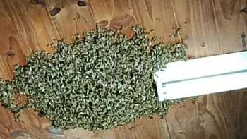 Un enjambre de abejas causó temor en la capilla Virgen del Carmen del paraje Yahapé,