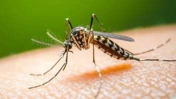 El Ministerio de Salud Pública de Corrientes detectó el primer caso de dengue