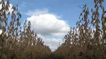 Se estima que la producción de soja en Argentina será de 47,5 millones de toneladas