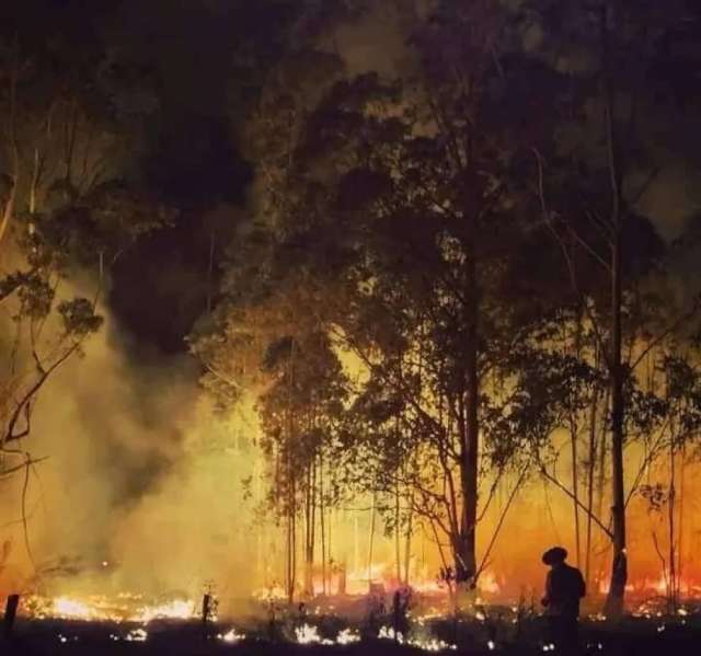 La Asociación Forestal Argentina (Afoa) destacó el rápido accionar en el manejo del fuego en Corrientes,