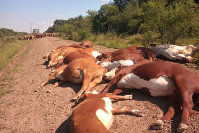 Un poste de la DPEC cayó en un camino rural de Mercedes, electrocutando a 16 animales