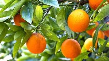 El gobierno de Corrientes lanzó el "Plan Naranja",
