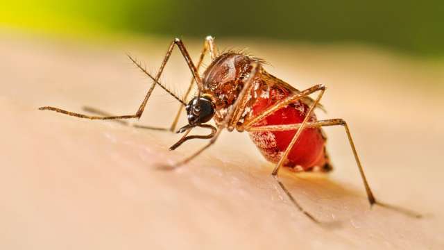 El ministro de Salud Pública, Ricardo Cardozo, anunció que se amplía el rango etario para recibir la vacuna contra el dengue
