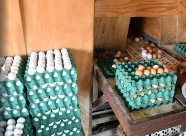 La ola de calor afectó la producción industrial de huevos,