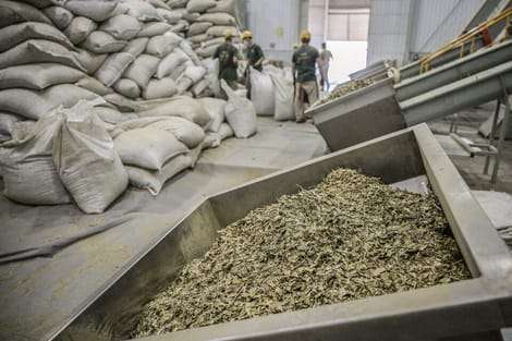 Las grandes industrias molineras de Corrientes decidieron aumentar la importación de yerba mate canchada