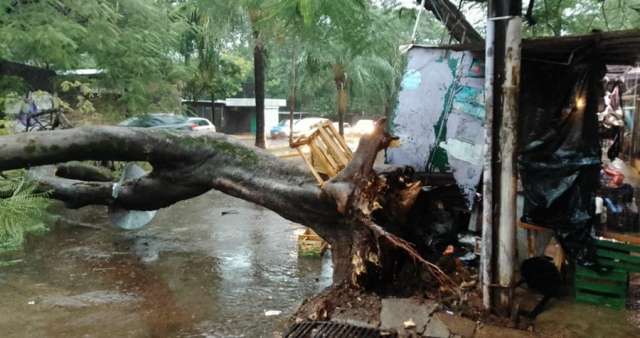 Un temporal con lluvias intensas, viento fuerte y tormentas eléctricas afectó a Misiones,