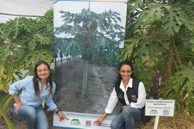 Elaboran un manual para potenciar la producción regional de una fruta tropical