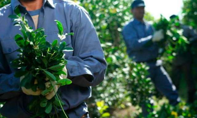 Corrientes produjo más hoja verde que Misiones por primera vez