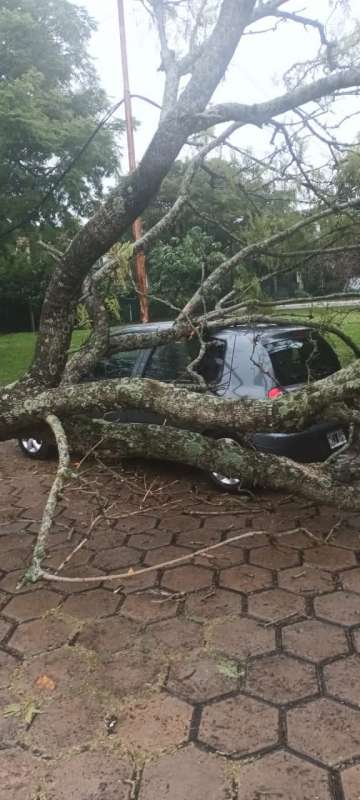 "Defensa Civil y Municipalidad  respondieron rápidamente a la caída de un árbol sobre un vehículo