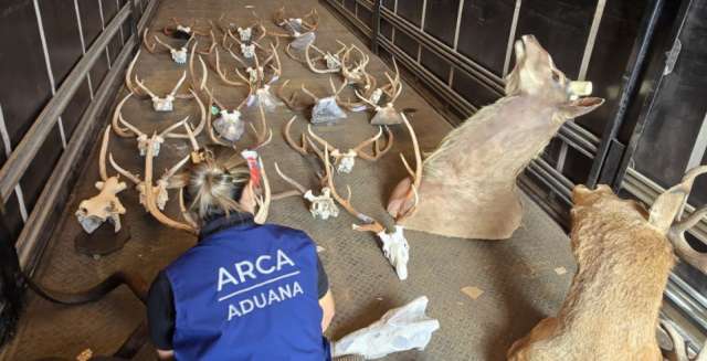 La Aduana descubrió un camión con animales taxidermizados sin declarar en el Paso Fronterizo