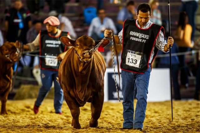 Las Nacionales de Corrientes contarán con 1150 reproductores de Brangus, Braford y Brahman