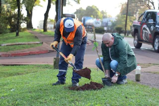 La municipalidad continúa con su plan de arbolado urbano,