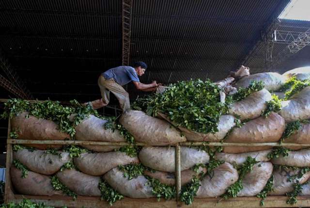 Misiones es líder en toda la cadena yerbatera