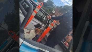 La Policía de Corrientes informó que el sábado rescató a dos perros en un caso de maltrato animal