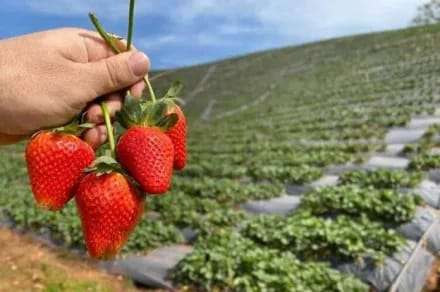 Los ingenieros Verónica Herrera y Julián Alayón, graduados de la UNNE, proponen producir frutas congeladas en Goya