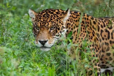 La Fundación Rewilding Argentina está buscando voluntarios para unirse al Proyecto de Reintroducción de Yaguaretés