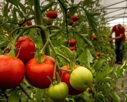 Santa Lucía, epicentro de la producción frutihortícola correntina, atraviesa un escenario crítico