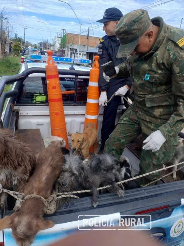 En Goya, la Policía Rural y Ecológica, junto a profesionales y vecinos, rescató a 15 perros