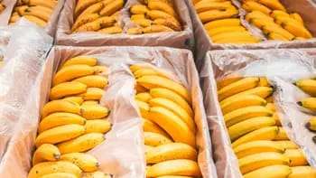 Por qué la banana subió de precio en Corrientes y qué pasará en los próximos meses
