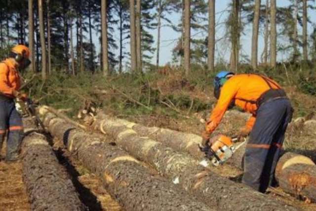 Corrientes y Misiones enfrentan caída laboral en sectores clave como forestación