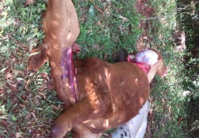 El abigeato es un problema grave en la provincia de Corrientes, especialmente en Santo Tomé,