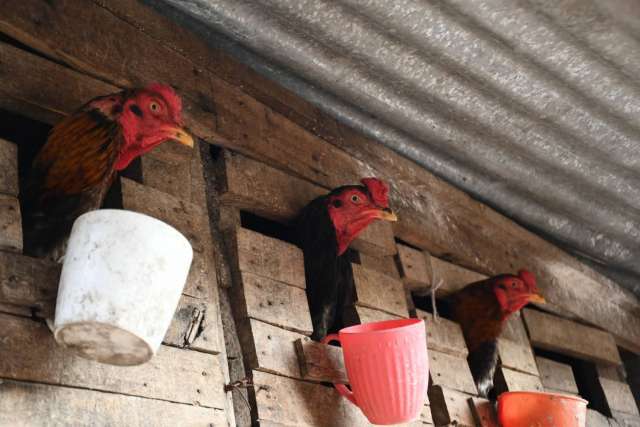 Más de 165 gallos de riña rescatados