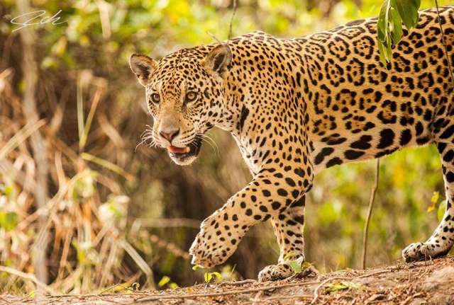 Fue presentado el proyecto “Ríos del Yaguareté” (Jaguar Rivers),