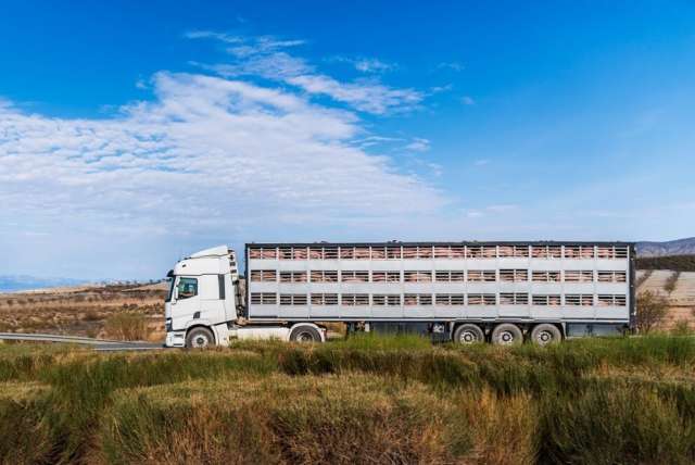 SENASA actualiza normativa para transporte de animales vivos