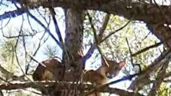 Un puma macho fue visto en un paraje rural de Santo Tomé, Corrientes,