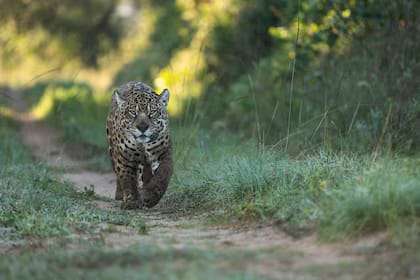 El concurso Wildlife Photographer of the Year incluyó al correntino Sebastián Navajas en la ronda final