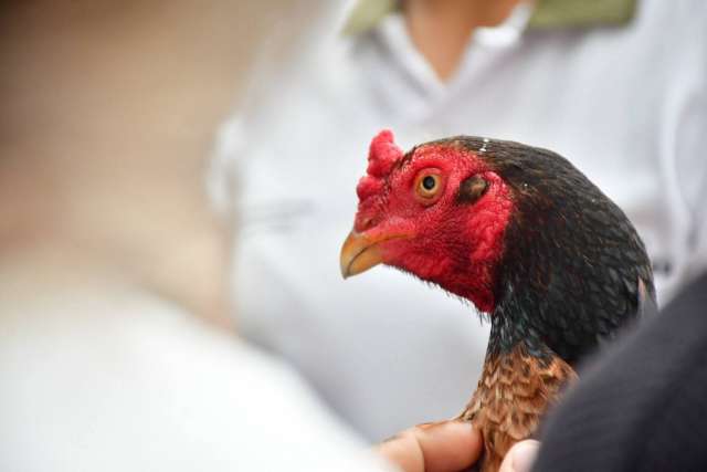208 animales rescatados