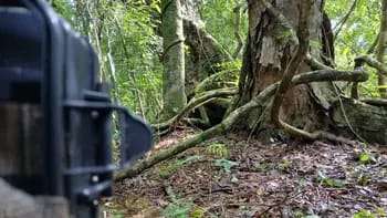 Corrientes: detectaron un oso hormiguero gigante fuera del Iberá tras casi 40 años