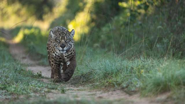 Argentina se está consolidando como líder en proyectos de rewilding,